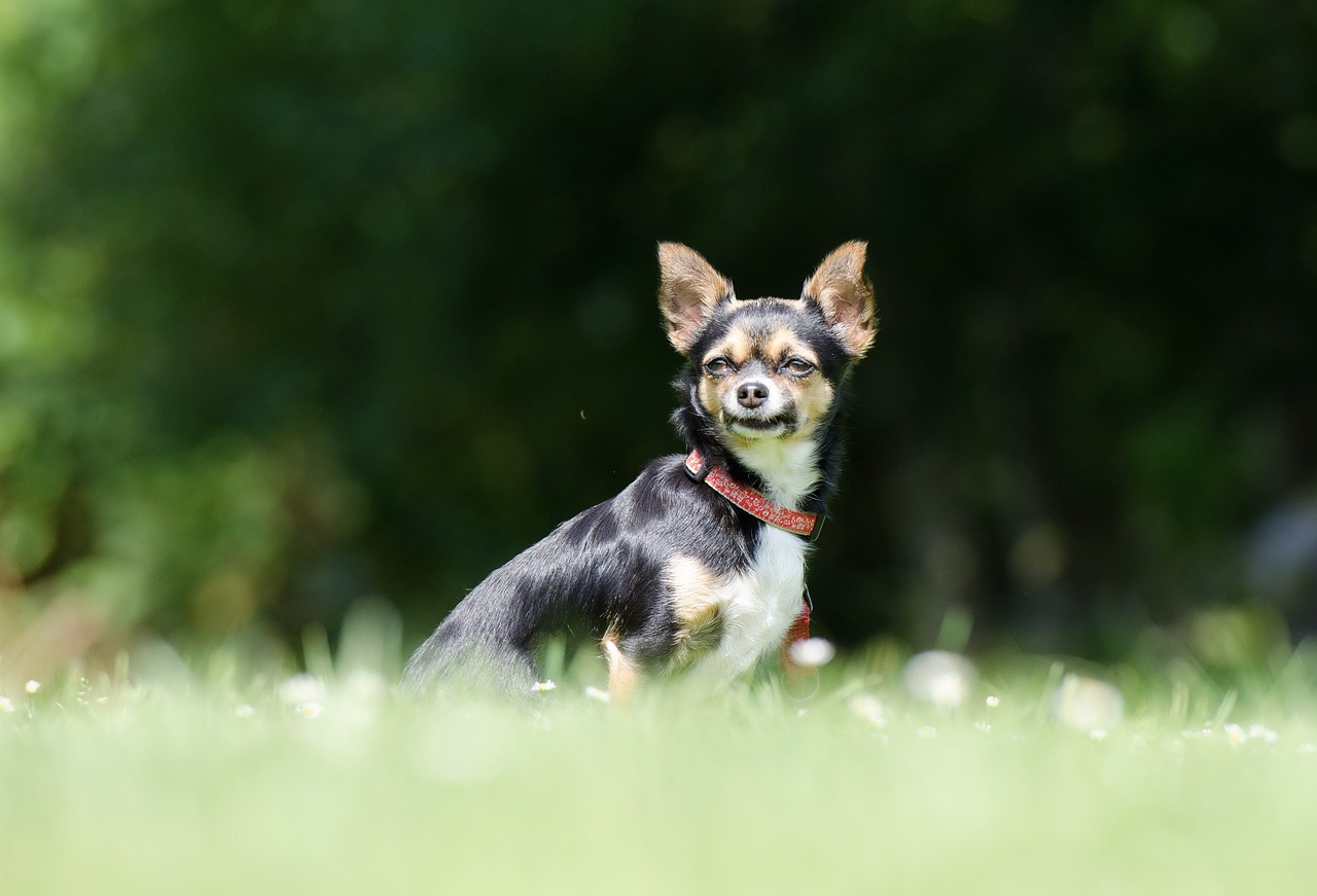 最新犬种，探索与认知的旅程