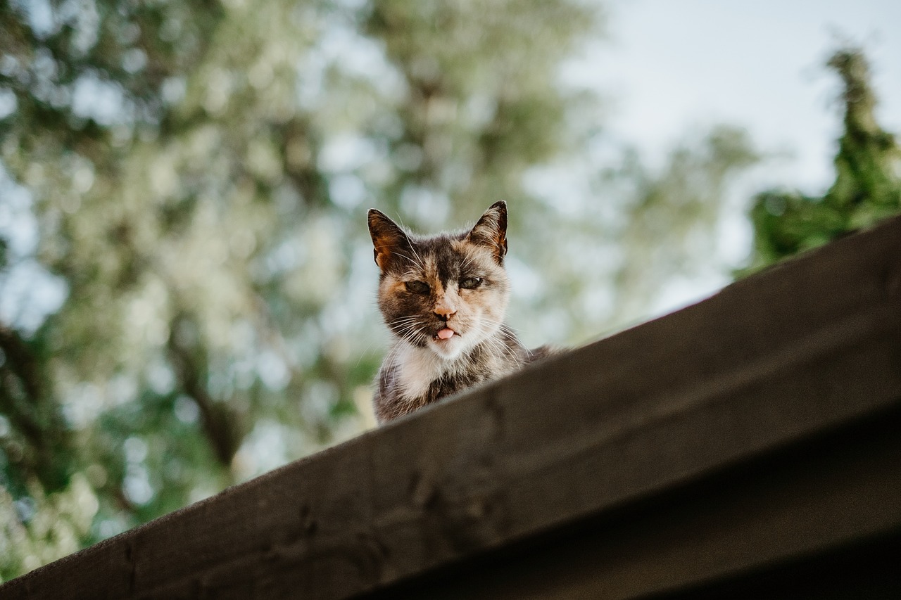 猫喵最新破解版深度探讨与理解